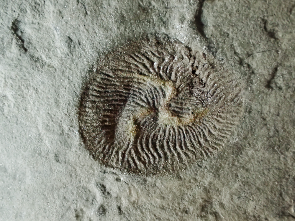 the fossil is spherical in shape with lots of ripples expanding from a central point that shows three arm-like protrusions